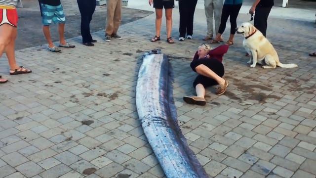 Самое большое животное в мире смотреть онлайн