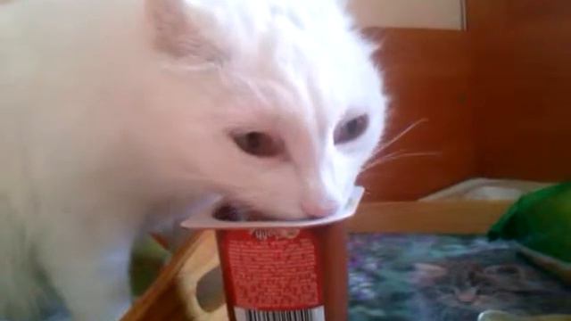 Кошка ест пудинг.The cat eats pudding. смотреть онлайн