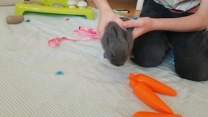 Мы купили карликового кролика! Он веселый и общительный!Клетка,питание,уход и содержание!