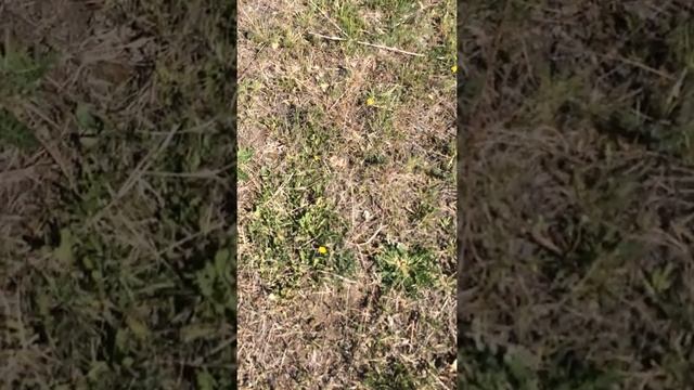 Коп метало искателем из Китая