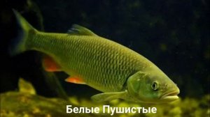ГОЛАВЛЬ?/Рыбы/Животные/Интересные факты