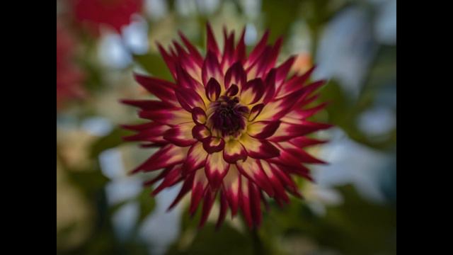 Flower Power Call for Entries Accepted Artists смотреть онлайн