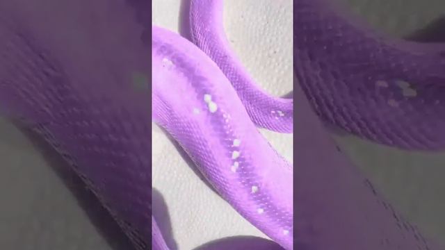 УМОРИТЕЛЬНЫЕ КОТЫ И ДРУГИЕ ЖИВОТНЫЕ 2021😹СМЕШНЫЕ ВИДЕО С КОТАМИ, КОШКАМИ И СОБАКАМИ!🐶КОТЫ ТИК ТОКА⭐ смотреть онлайн