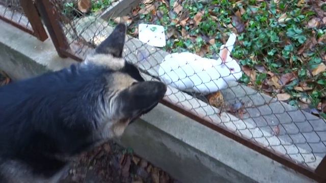 🤣Рэй и кролик. Ray And The Rabbit. Восточноевропейская овчарка.