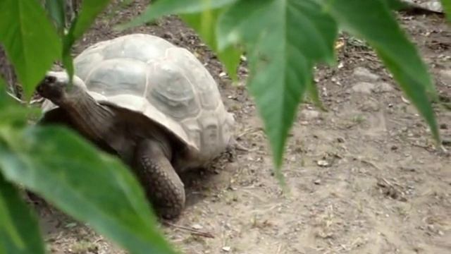Галапагосская черепаха в зоопарке смотреть онлайн
