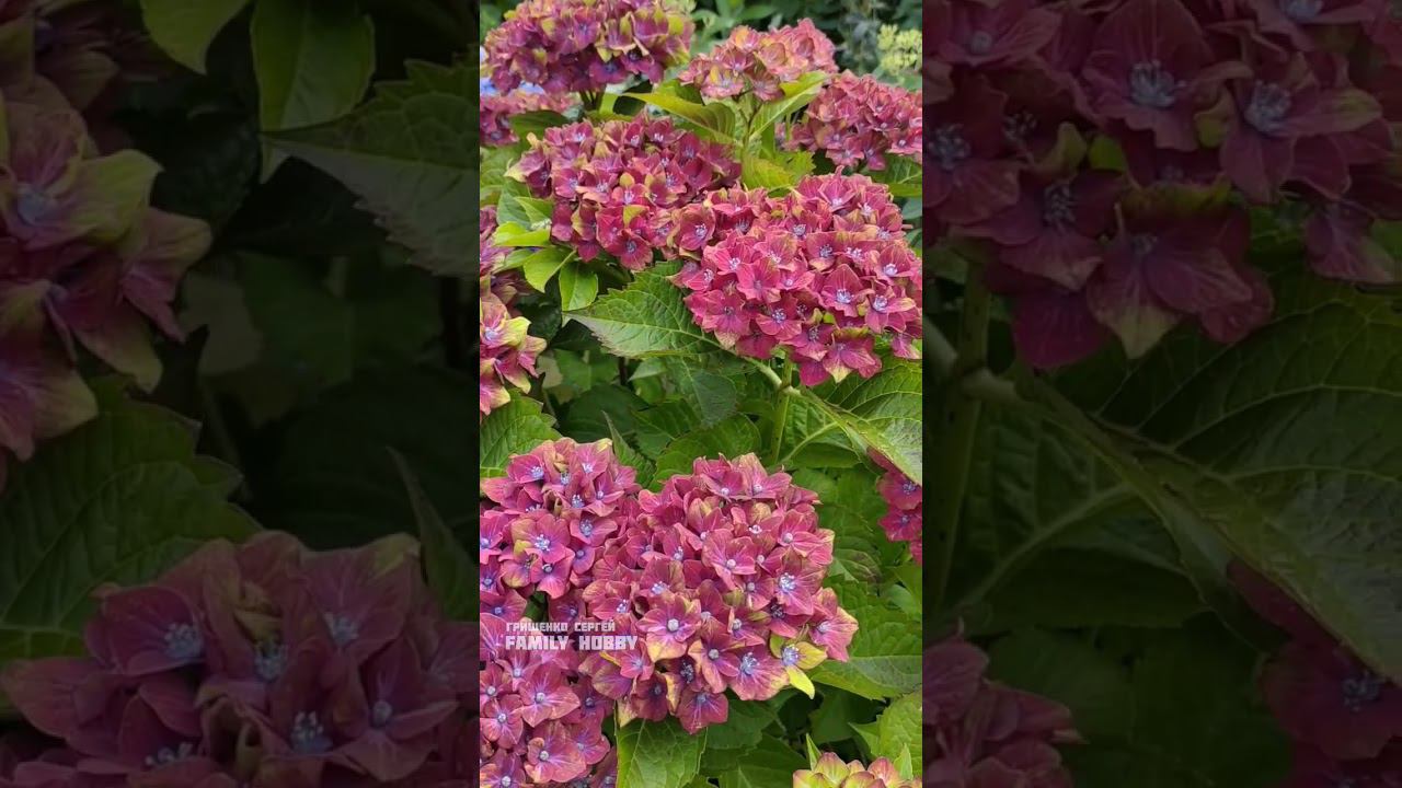 #гортензия #крупнолистная Рембрант Россо Глори 7 августа в нашем саду смотреть онлайн