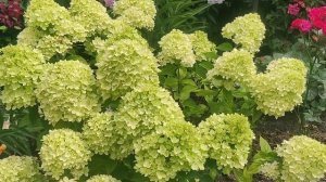 Гортензия метельчатая Литл Лайм
