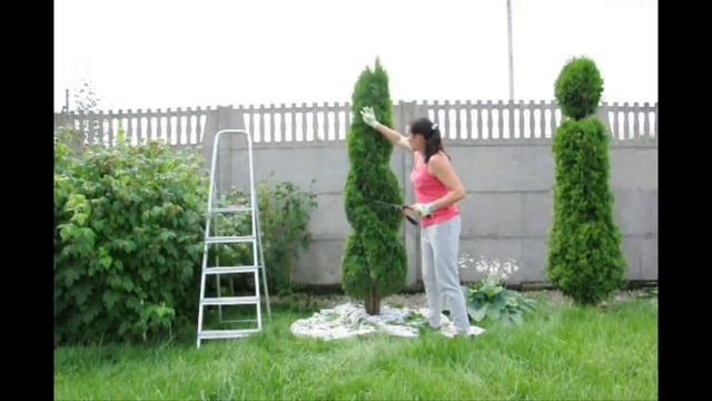 СТРИЖКА ТУИ. Двойная спираль + как ухаживать за туями. Как и когда стричь туи? Общие рекомендации