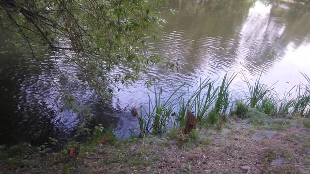 Утка утята река Свислочь Минск часть 2. Дикая утка. Кряква. Семейство утиных Anatidae. Anseriformes смотреть онлайн
