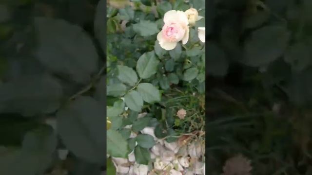 28.06 календарь цветения цфо мальва мускатная лилейник розы #сад #flower #plant #plant #garden #дач смотреть онлайн