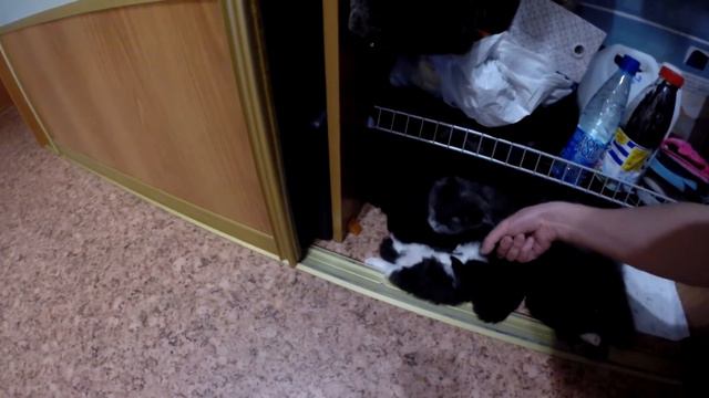 Котёнок спит без задних лап смотреть онлайн