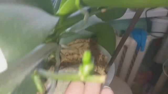 Орхидея Чармер цветет.😀🌺 смотреть онлайн