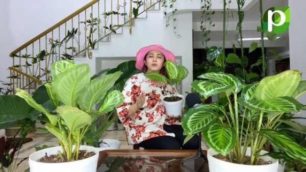 CALATHEA FLAME STAR : TRENDING PLANT