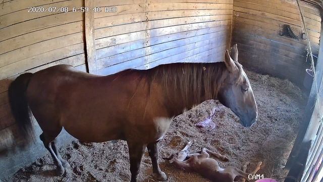 DeWitt Family Horse Farm: Birth of a colt, its first steps, interaction with humans and Vet Visit смотреть онлайн