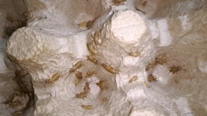 ДОМОВЫЙ СВЕРЧОК. Acheta domesticus. ПОЛНАЯ ТЕХНОЛОГИЯ ВЫРАЩИВАНИЯ