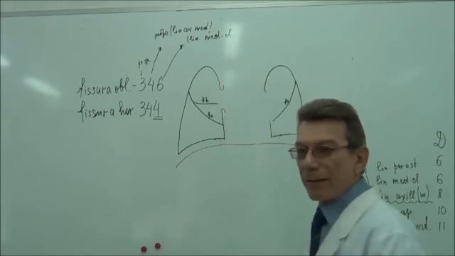 Строение легких. Плевра смотреть онлайн