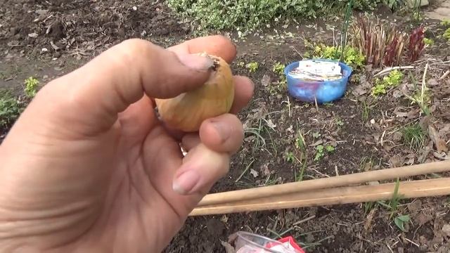 Сезон 2018г, посадка лука и изготовление "вулканчиков" для тыквенных культур. смотреть онлайн