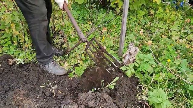 Урожай батата выращенного  без капельного полива  2022г