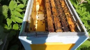 6 рамочный улей на рутовскую рамку с магазинами в июне на пасеке