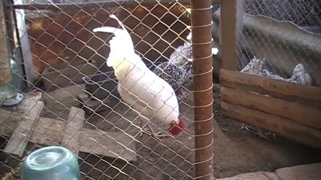 ПУШКИНСКАЯ порода кур // ПТИЦА//PUSHKIN Breed Chickens