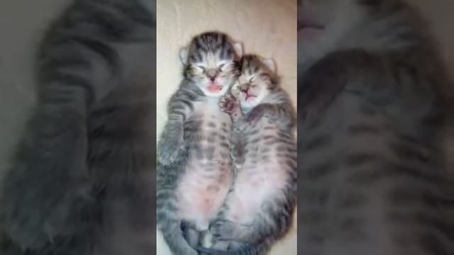Прикол! Котята спят смотреть онлайн