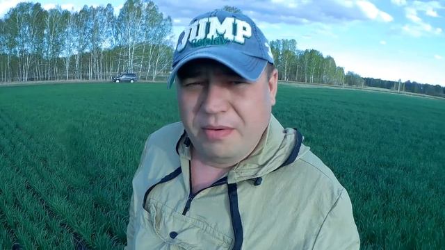 Бродячий скот. Лучший способ борьбы с вредителями! смотреть онлайн