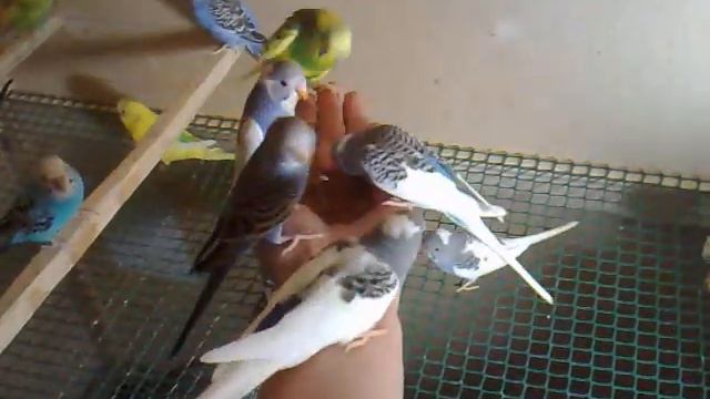 Птенцы волнистого попугая, Декабрь 2013 смотреть онлайн