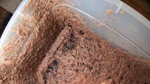 Изя против аулофоруса