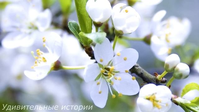 Невеста решила проверить жениха и тайно поставила видеокамеру в его квартиру. А утром она увидела.. смотреть онлайн