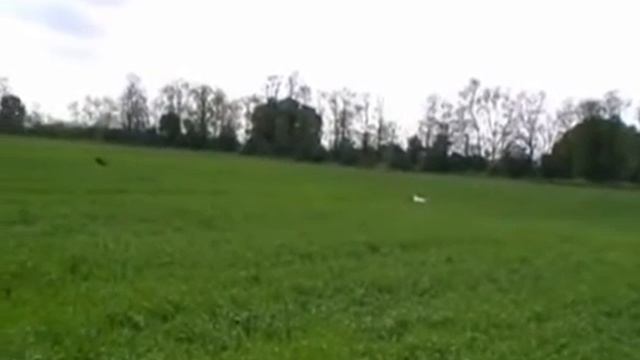 Andy&Barsony on field (irish setter & pointer) смотреть онлайн