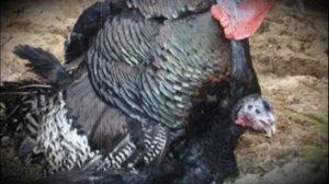 Сколько индюшек нужно приобрести на одного индюка