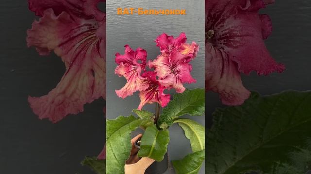 Стрептокарпус ВаТ-Бельчонок смотреть онлайн