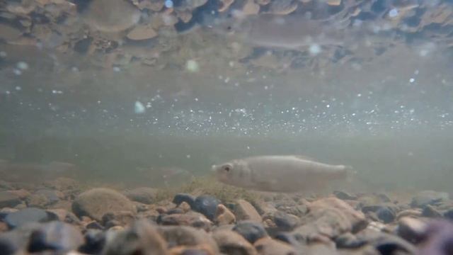 мальки на дне, река Кама, и тут, заглянуть под воду. смотреть онлайн