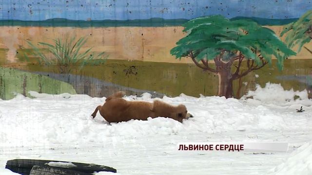 Львица-фотомодель из Москвы поселилась в Ярославском зоопарке смотреть онлайн