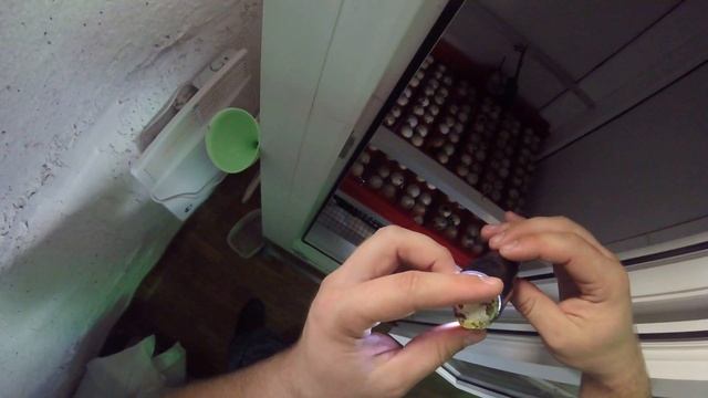 Я - фермер. Овоскопия яиц и другие новости. смотреть онлайн