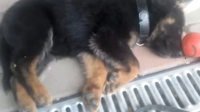 Сон щенка немецкой овчарки по кличке 