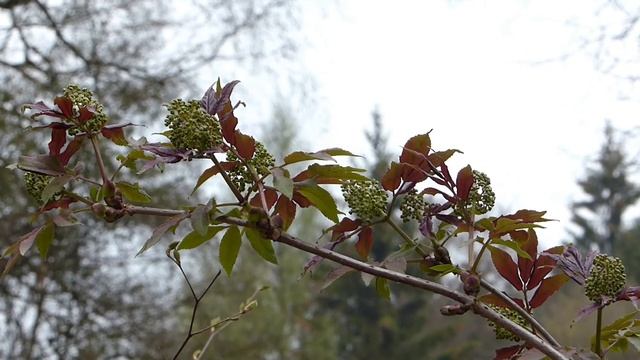 Dies & Das ... und ein paar junge Stockschwämmchen (Kuehneromyces mutabilis)? • Anfang April 2017 смотреть онлайн