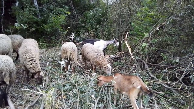 ВЫДЕЛКА ШКУР (из книги Полы Симмонс 