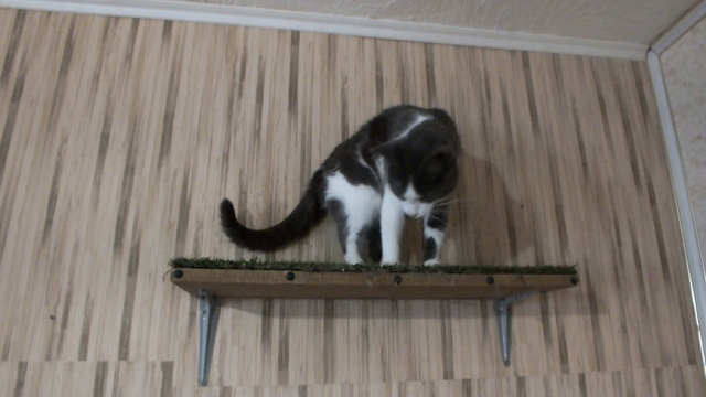 DSCF0648 смотреть онлайн