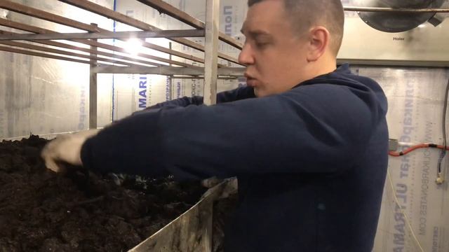 Как повысить урожай в неудачной грибнице? Рыхление компоста+кекинг! смотреть онлайн