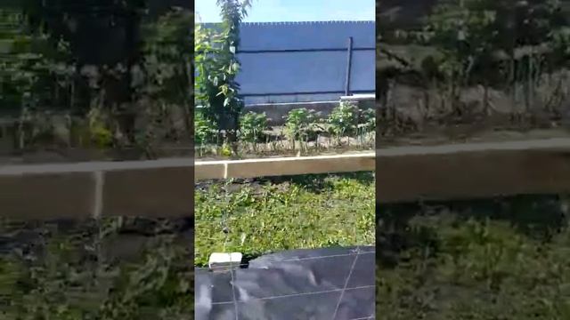 17.06.2020 Посадка огурцов с картошкой 3 смотреть онлайн