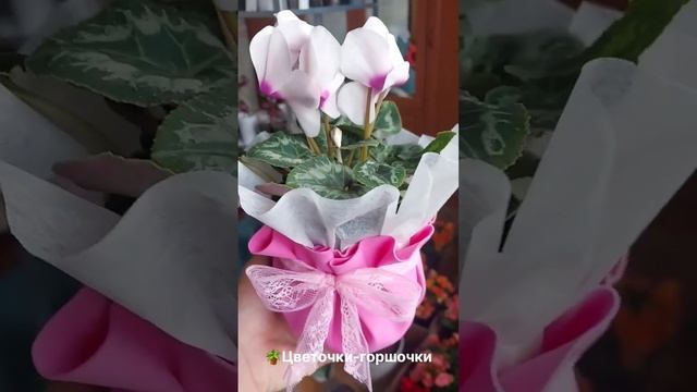 #подарки на День матери. #комнатныерастения #цветы #цветоводство #миррастений #домашниерастения смотреть онлайн