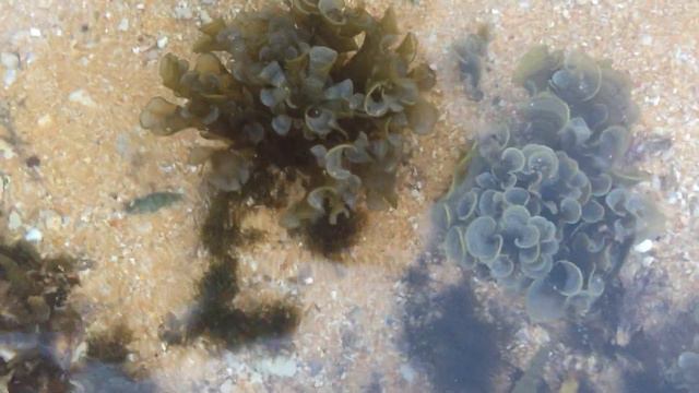 Hikkaduwa Coral Reef Sri Lanka - A True Natural Wonder