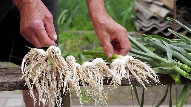 10 ВРАГОВ КОМАРОВ среди растений на вашей кухне, или как избавиться от комаров без вредной химии смотреть онлайн