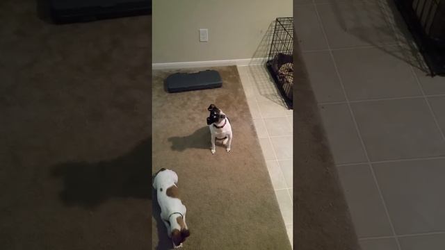 Rat Terrier trying to understand what I'm saying. смотреть онлайн