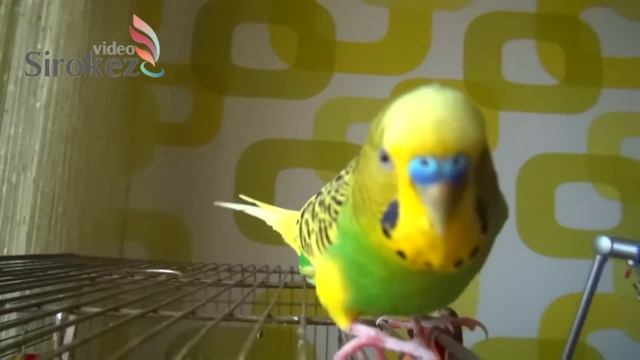 Волнистый попугай Шрек смотреть онлайн