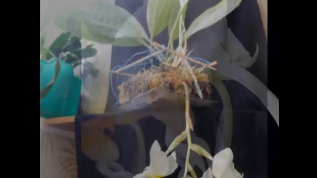 Stanhopea embreii смотреть онлайн