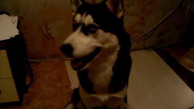 Хаски почти заговорила!!! смотреть онлайн