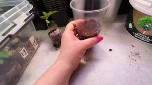 08.03.22 Пересадка перцев из торфяных таблеток,часть 1