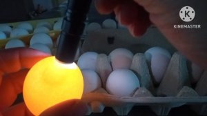 Секрет в яйце. определение по яйцу курочка или петушок. #курица #куры #курятник #яйцо #курынесушки